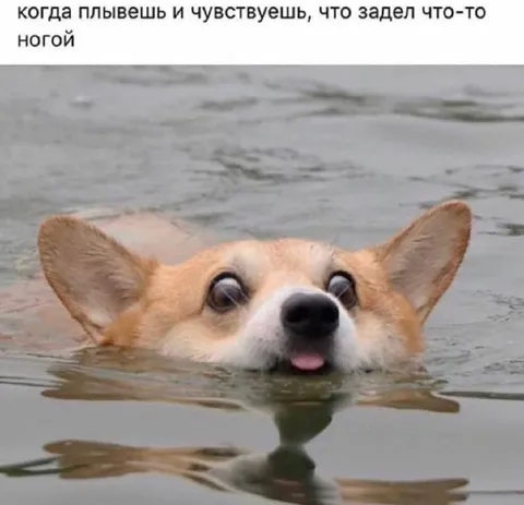 Корги задел что-то ногой