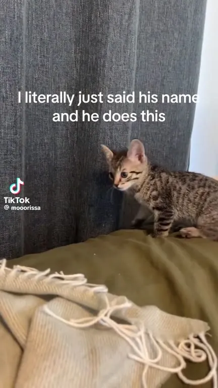 Kitten Hides After Being Called