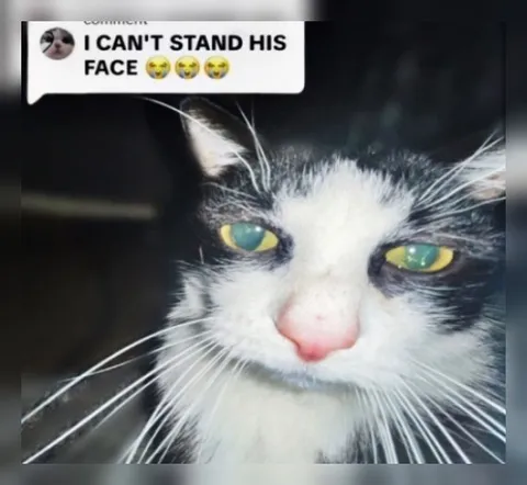 I Can't Stand His Face Cat