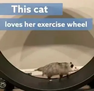 Cat Loves Her Exercise Wheel