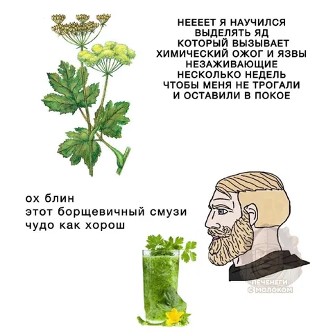 Борщевичный смузи