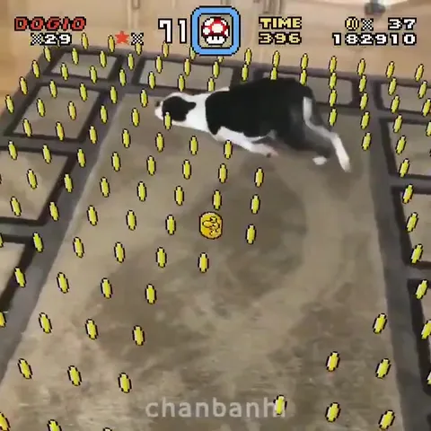 Cat Collects Every Mario Coin