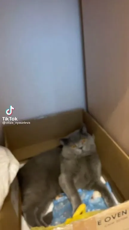 Кот охраняет коробку с луком