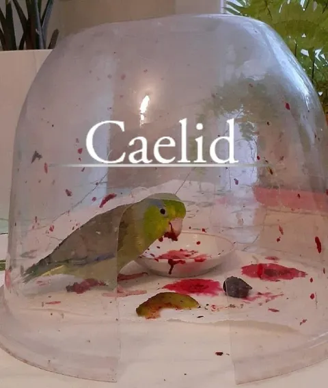 Parrot Trapped in Caelid
