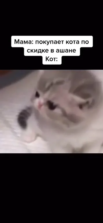 Кот по скидке в Ашане