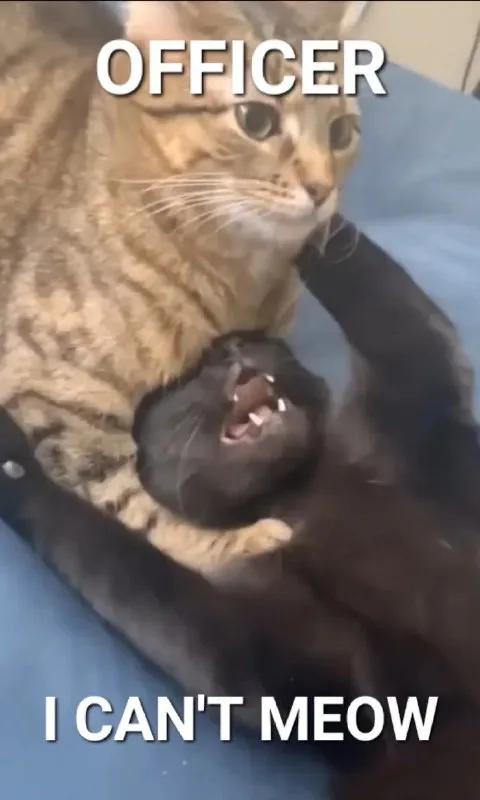 Officer I Can't Meow Cat