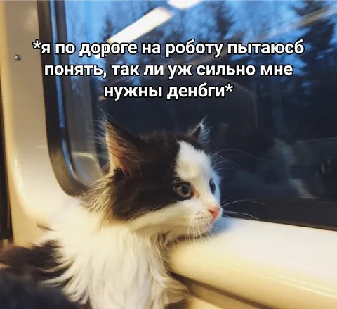 Кот едет на работу и считает деньги