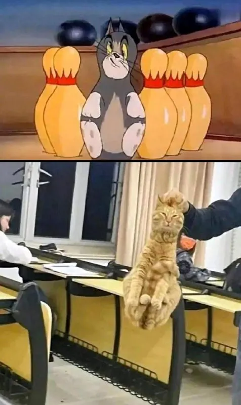 Кот среди кеглей