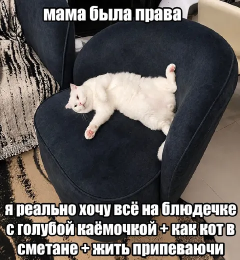 Кот хочет всё на блюдечке