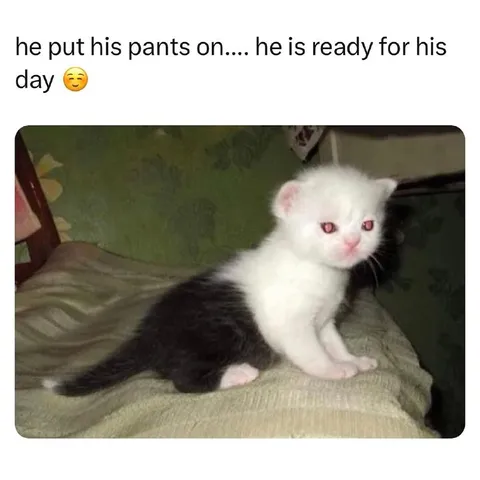 Kitten Is Ready for His Day