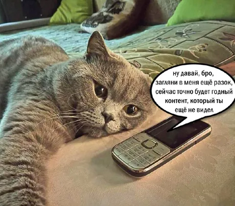 Кот зовёт посмотреть контент
