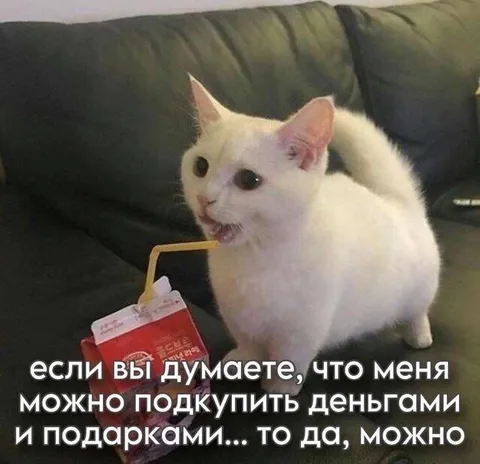 Кота можно подкупить подарками