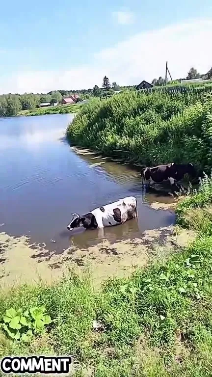 Cows Stuck in the River