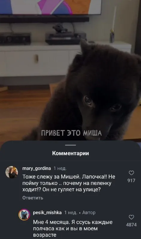 Щенок Миша отвечает в комментариях
