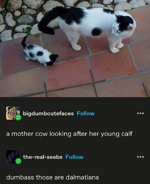 Dalmatians Mistaken for Cows