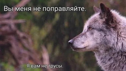 Волк не терпит исправлений
