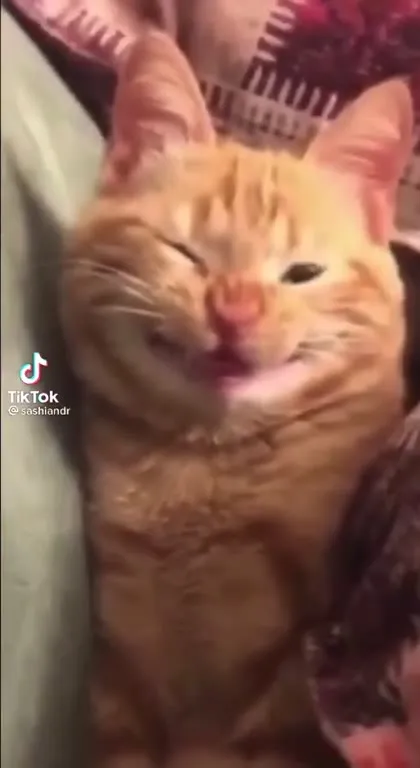 Кот смешно улыбается