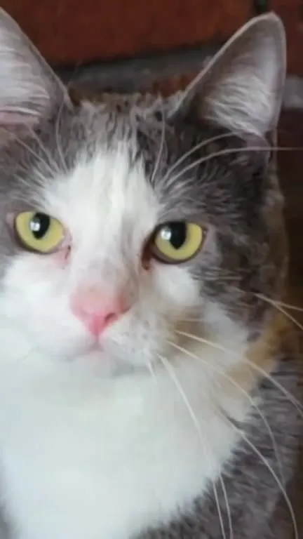 Кот, который всё понял