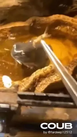 Aquatic Turtle Says You Died