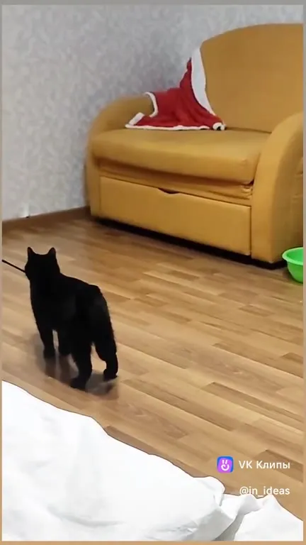 Чёрный кот танцует под музыку