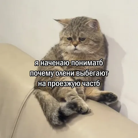 Кот понимает оленей