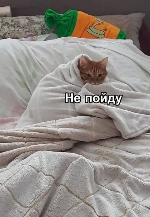 Кот не хочет вставать