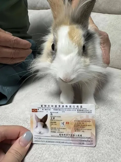 Rabbit Hong Kong ID Card