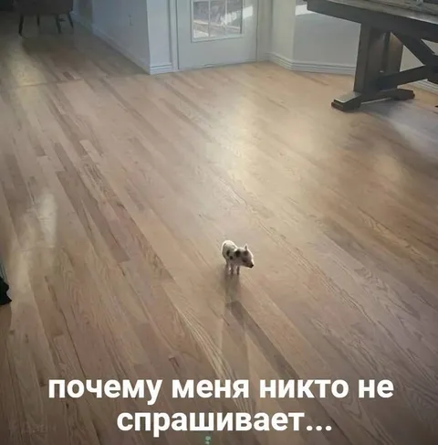 Почему меня никто не спрашивает