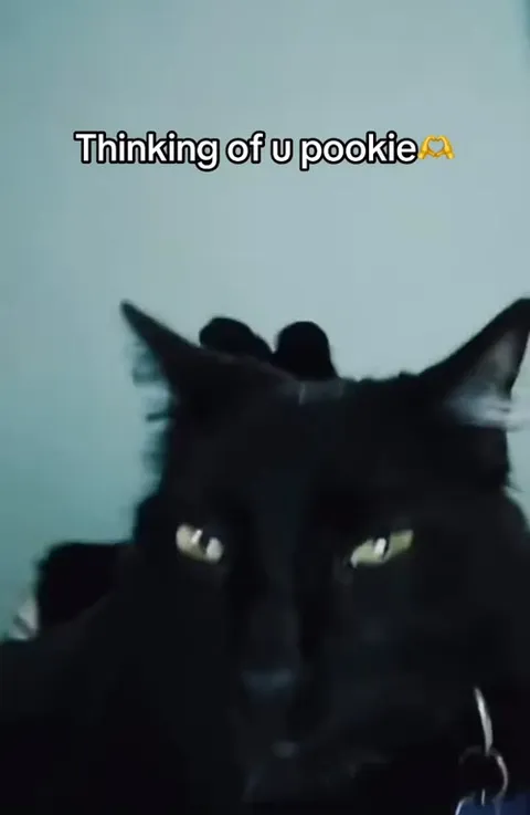 Thinking of You Pookie Cat