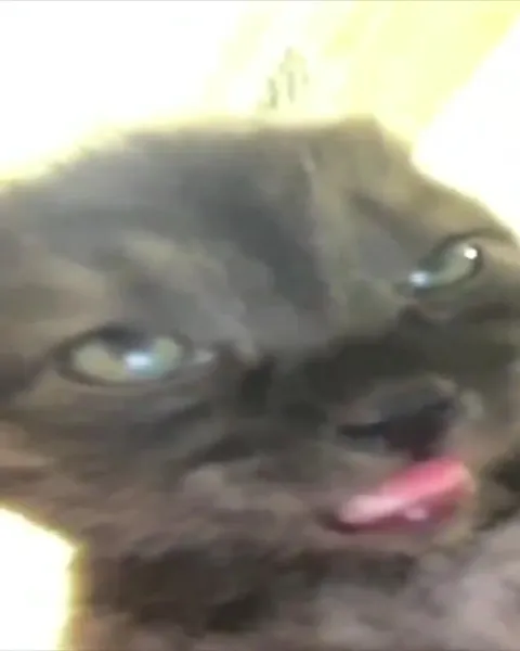 Кот с высунутым языком