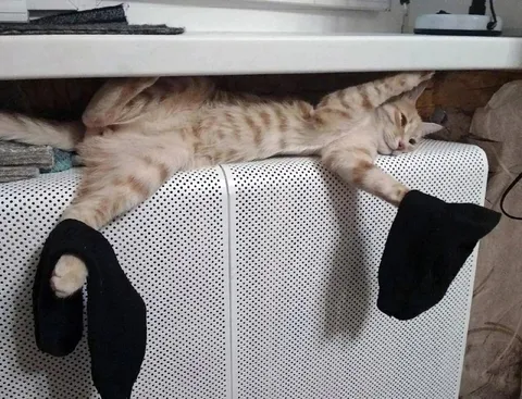 Кот в носках растянулся