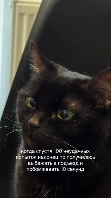 Кот после сотни неудач