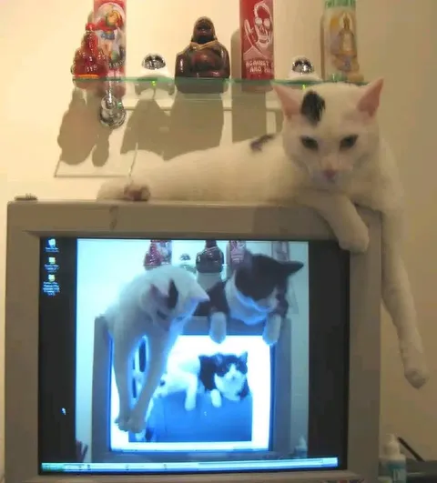 Кот смотрит на кота в мониторе