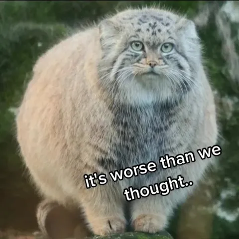Cats Discover Their Emo Era