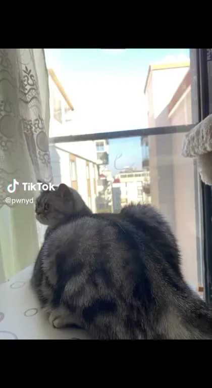 Кот на передержке освоился