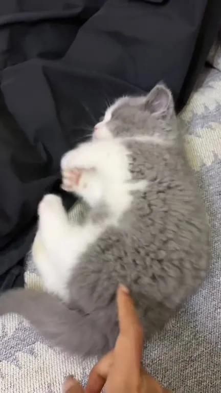 Котёнок не может не мурлыкать