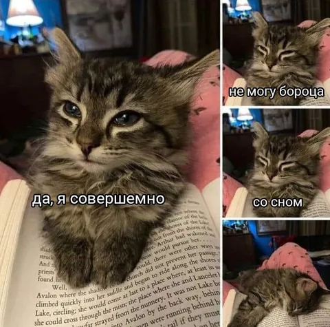 Кот не может бороться со сном