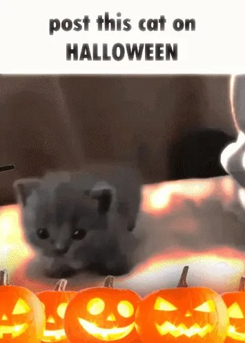 Post This Cat on Halloween