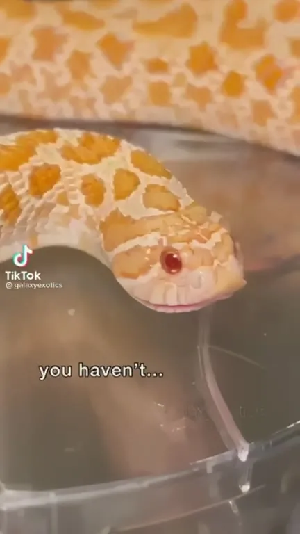 Snakes Supporting Each Other