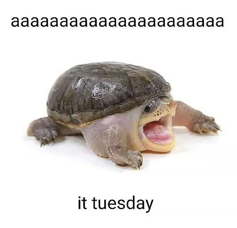 Screaming Turtle It Tuesday