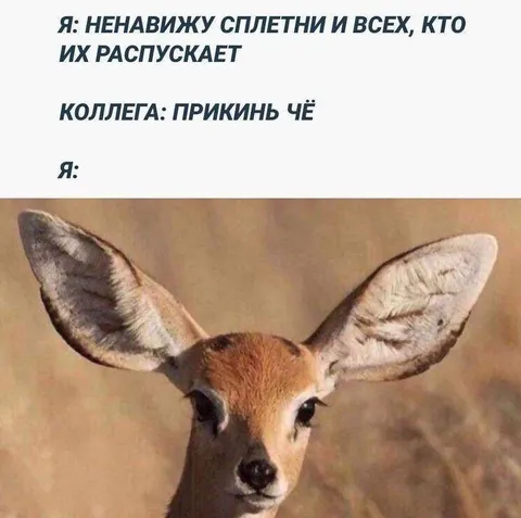 Ненавижу сплетни, но послушай