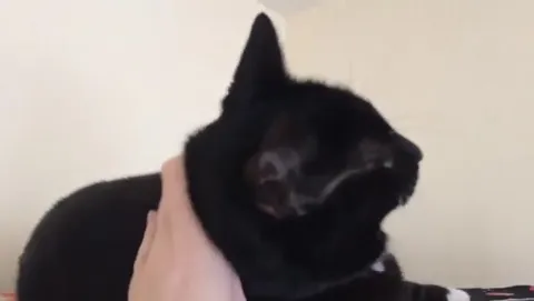 Кот как датчик приближения
