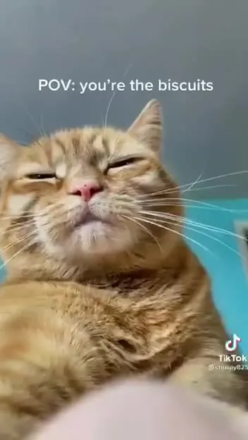 POV You’re the Biscuits