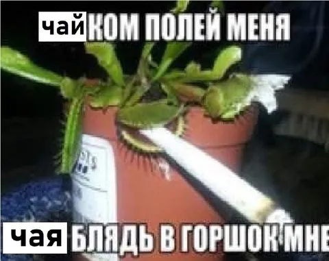 Чай, полей меня