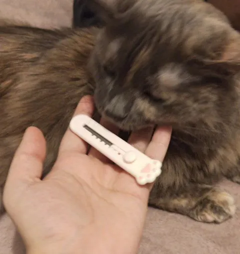 Кот с подозрительным тестом