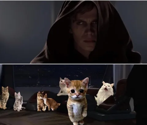 Энакин и армия котят