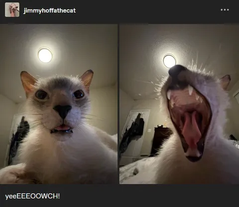 Cat Screams YeeEEEOOWCH
