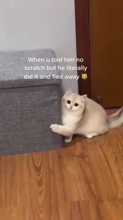 Cat Scratches Despite Being Told No