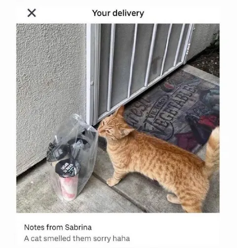 Cat Smelled the Delivery