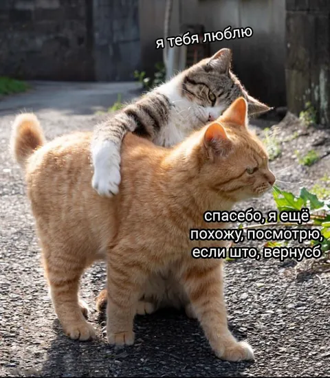 Кот вернётся, если что
